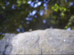 Helichochaetus discifer