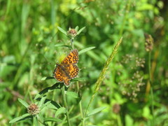 Melitaea deione
