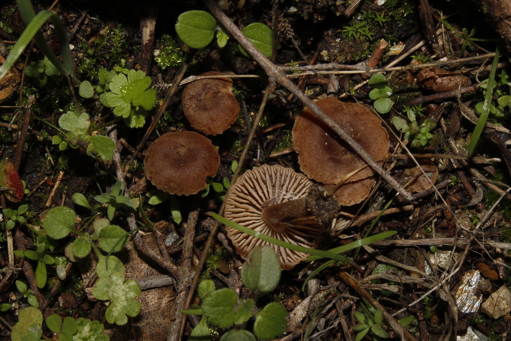Gymnopus dysosmus