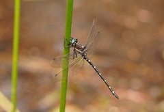 Eusynthemis tillyardi