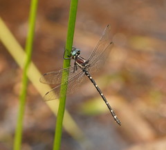 Eusynthemis tillyardi