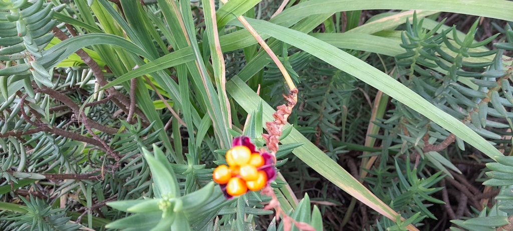 Chasmanthe aethiopica, Stellenbosch Municipality, South Africa, by michdagforcioli