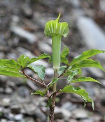 Arisaema angustatum