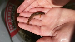 Barbatula barbatula