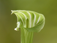Arisaema angustatum