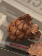 Raphia taedigera