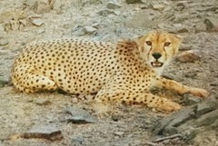 Cheetah photo 5