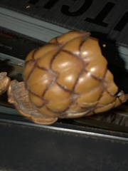 Raphia taedigera