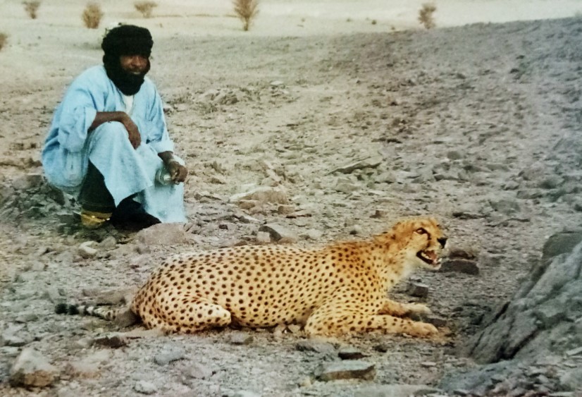Northwest African Cheetah (Acinonyx jubatus hecki) - Know Your Mammals