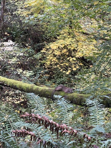Mountain Lion photographed in Washington