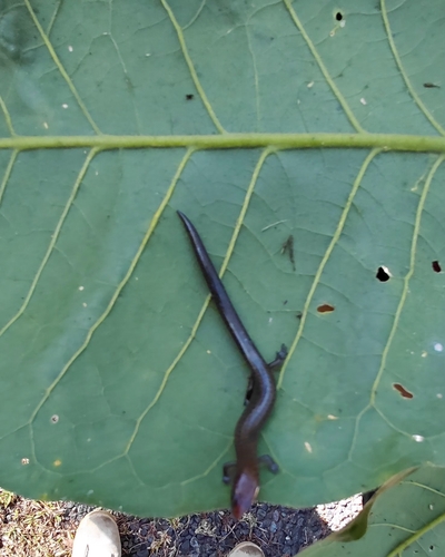 Sphenomorphus solomonis observed 2025-10-28