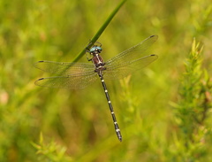 Eusynthemis tillyardi