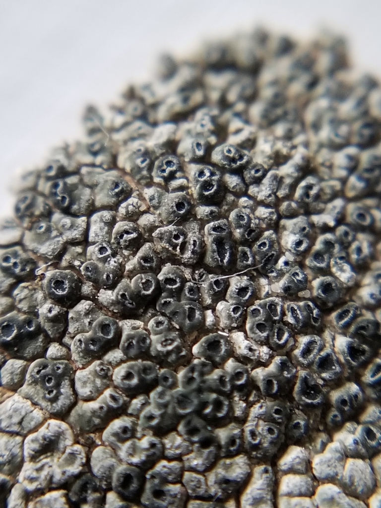 Aspicilia olivaceobrunnea