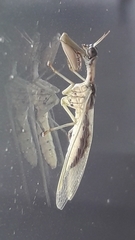 Paramantispa wagneri