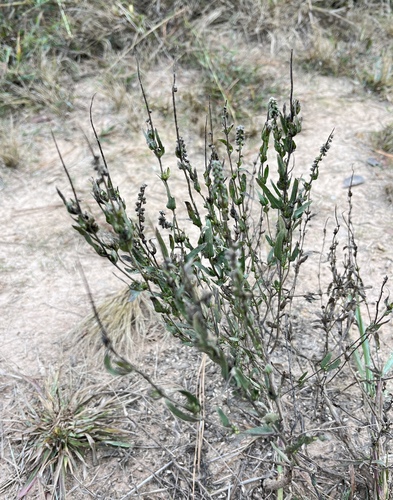 lanceleaf ragweed (Ambrosia bidentata)