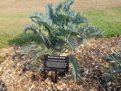 Encephalartos trispinosus