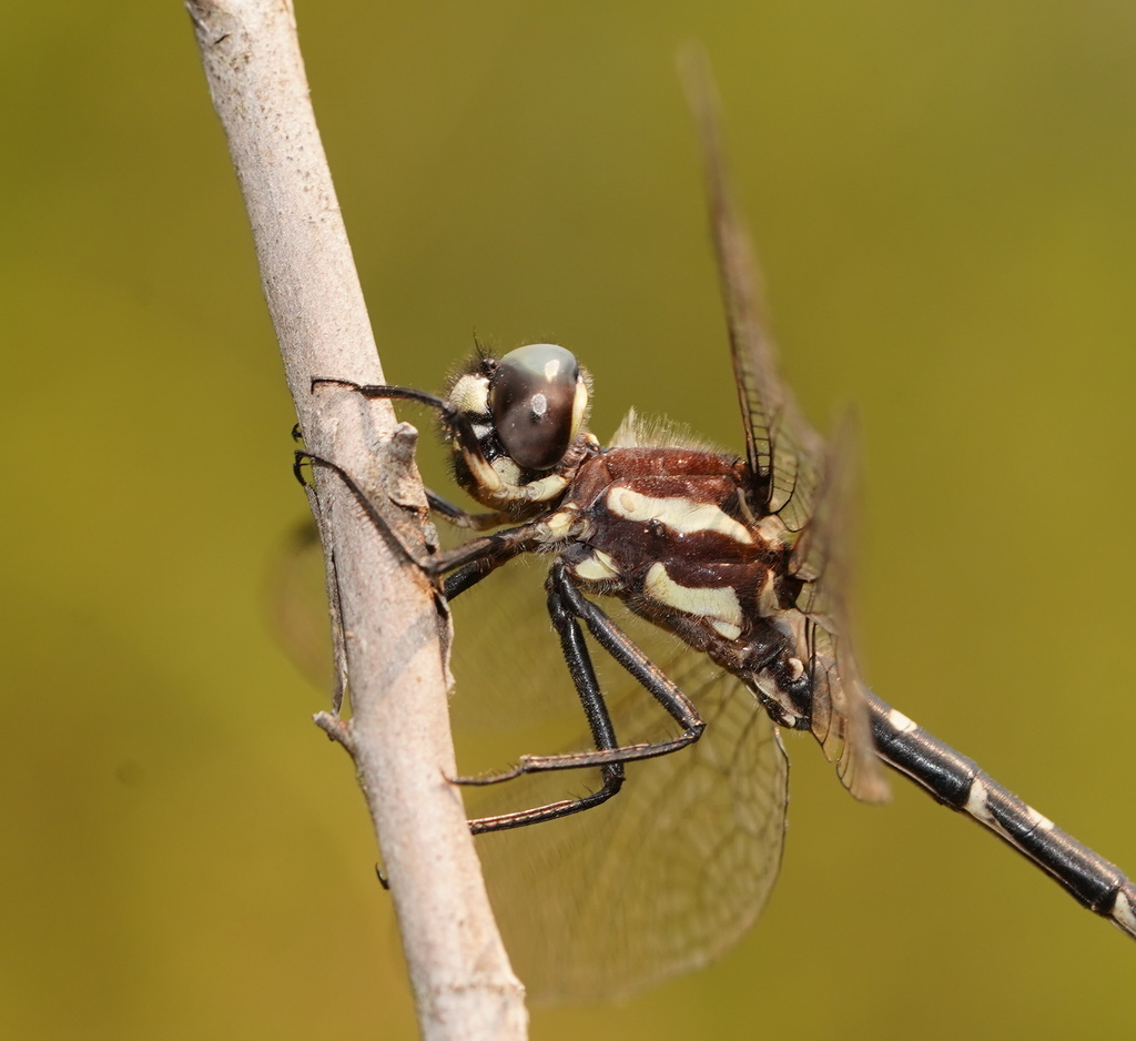 Mountain Tigertail