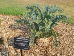 Encephalartos trispinosus
