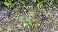 Pseudognaphalium attenuatum
