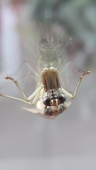 Paramantispa wagneri