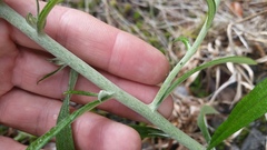 Pseudognaphalium attenuatum