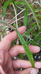 Pseudognaphalium attenuatum