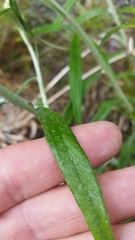 Pseudognaphalium attenuatum