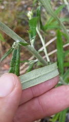 Pseudognaphalium attenuatum