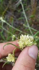 Pseudognaphalium attenuatum