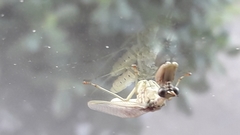 Paramantispa wagneri