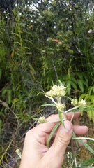 Pseudognaphalium attenuatum