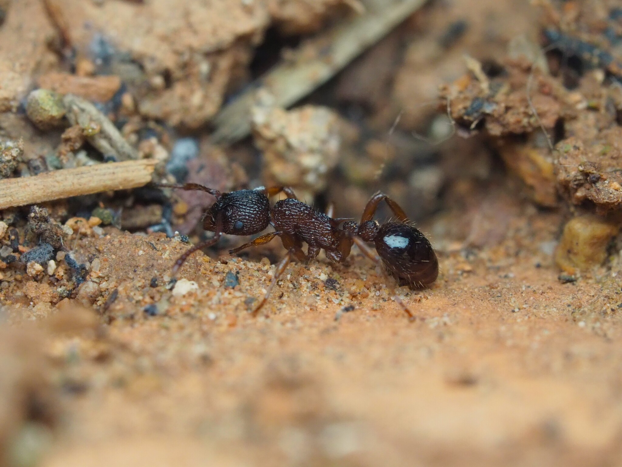 Myrmica spinosior