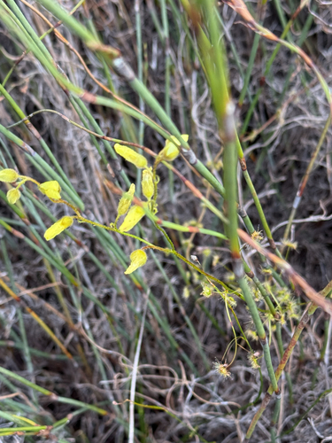Drosera sulphurea (Drosera sulphurea)