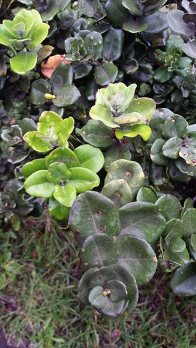 Metrosideros polymorpha var. polymorpha