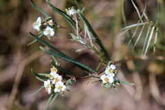 Euphorbia florida