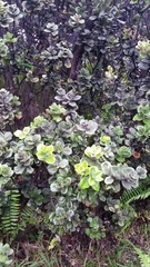 Metrosideros polymorpha polymorpha