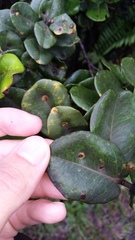 Metrosideros polymorpha polymorpha