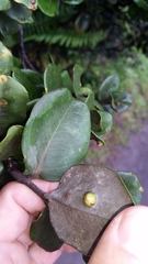 Metrosideros polymorpha polymorpha