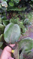 Metrosideros polymorpha polymorpha