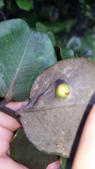 Metrosideros polymorpha polymorpha