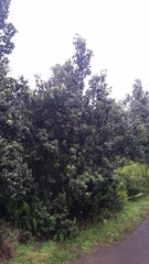 Metrosideros polymorpha polymorpha