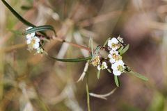 Euphorbia florida