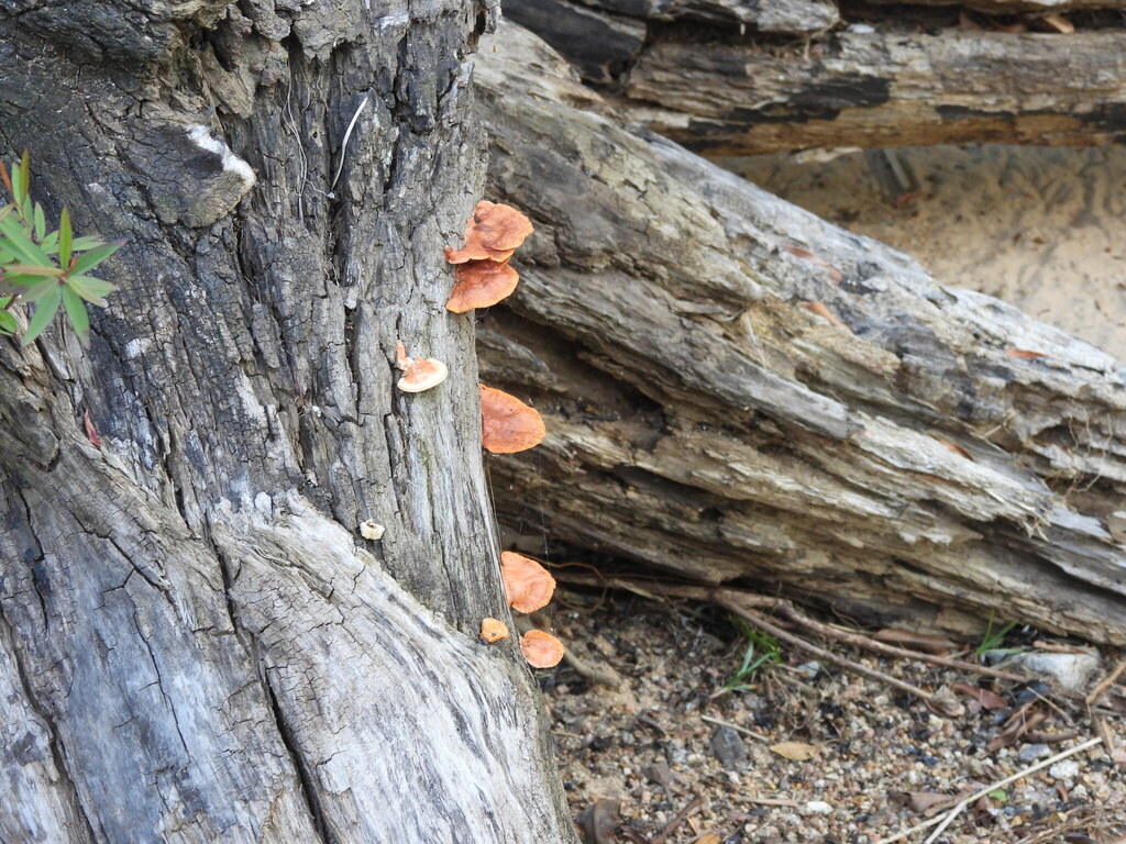 Trametes sanguinea · October 2025 · photo: © pampasorro (iNaturalist, cc-by)