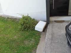 Paramantispa wagneri