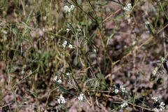 Euphorbia florida