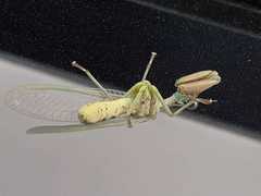 Paramantispa wagneri