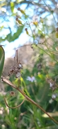 Senecio linifolius, photograph 2