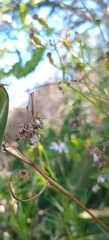 Senecio linifolius, photograph author not stated, no rights reserved