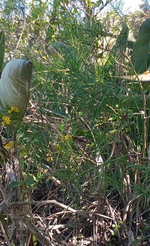 Senecio linifolius, photograph 3