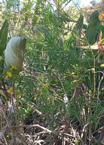 Senecio linifolius, photograph 4